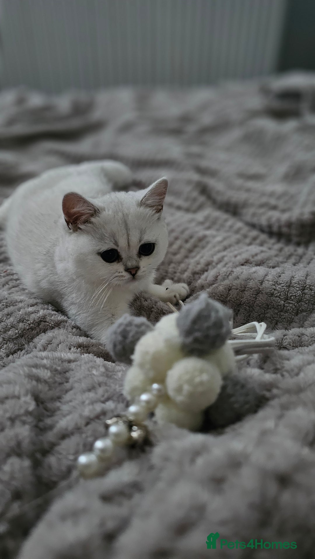 British Shorthair cats for sale: Girl cat - Image 4