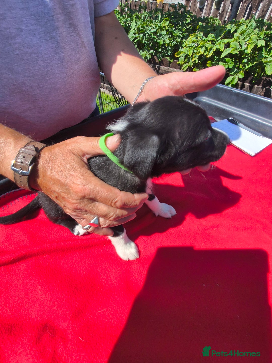 Border Collie dogs for sale: Border Collie pups for sale - Image 10