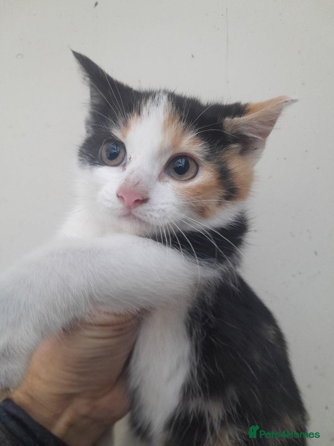 Manx cats for sale: Manx tailless kittens - Advert 4