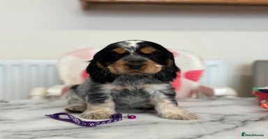 Cocker Spaniel dogs - Advert 1