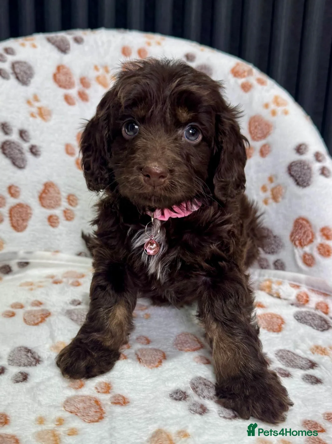 Cockapoo dogs for sale: Chocolate Phantom Cockapoo Puppies - Advert 32
