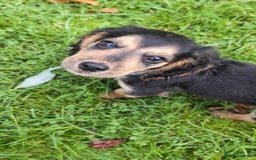 Cocker Spaniel dogs for sale: Sweet Cocker -Raised with Care, Ready to Cuddle - Image 1