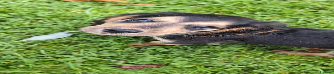 Cocker Spaniel Puppy 1