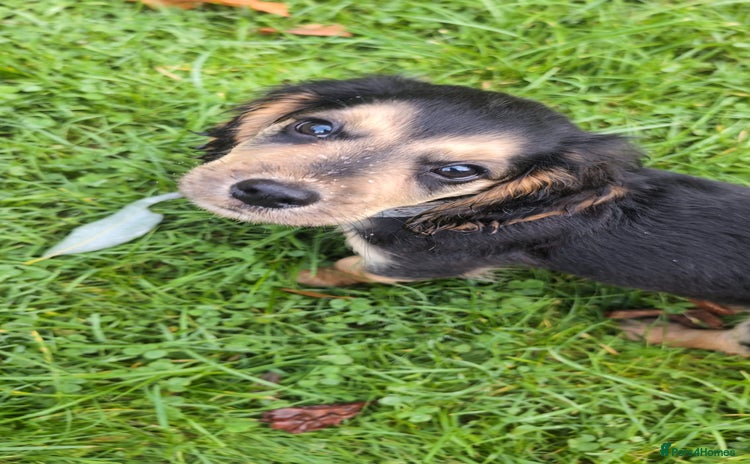 Cocker Spaniel dogs - Advert 3