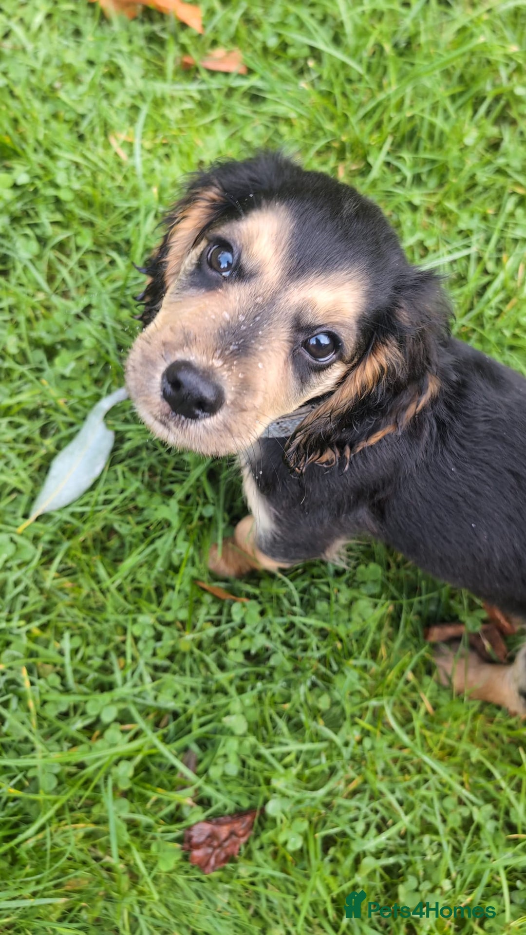 Cocker Spaniel dogs for sale: Sweet Cocker -Raised with Care, Ready to Cuddle - Image 1