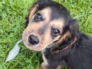 Cocker Spaniel dogs for sale - Advert 1