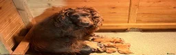 Cockapoo dogs for sale: Beautiful health tested cockapoo puppies - Advert 4