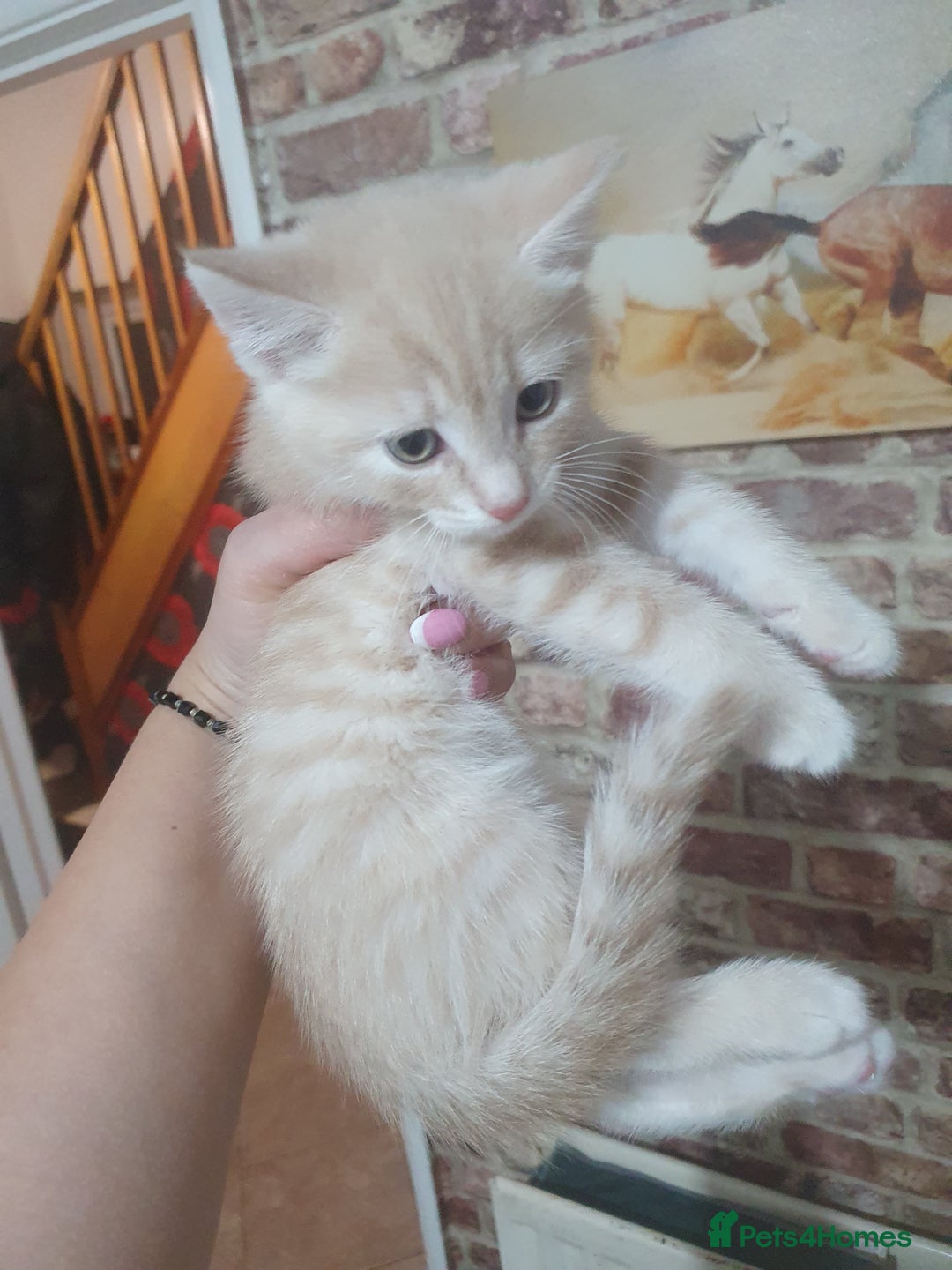 Mixed Breed cats for sale: Miss sijanda  - Image 33