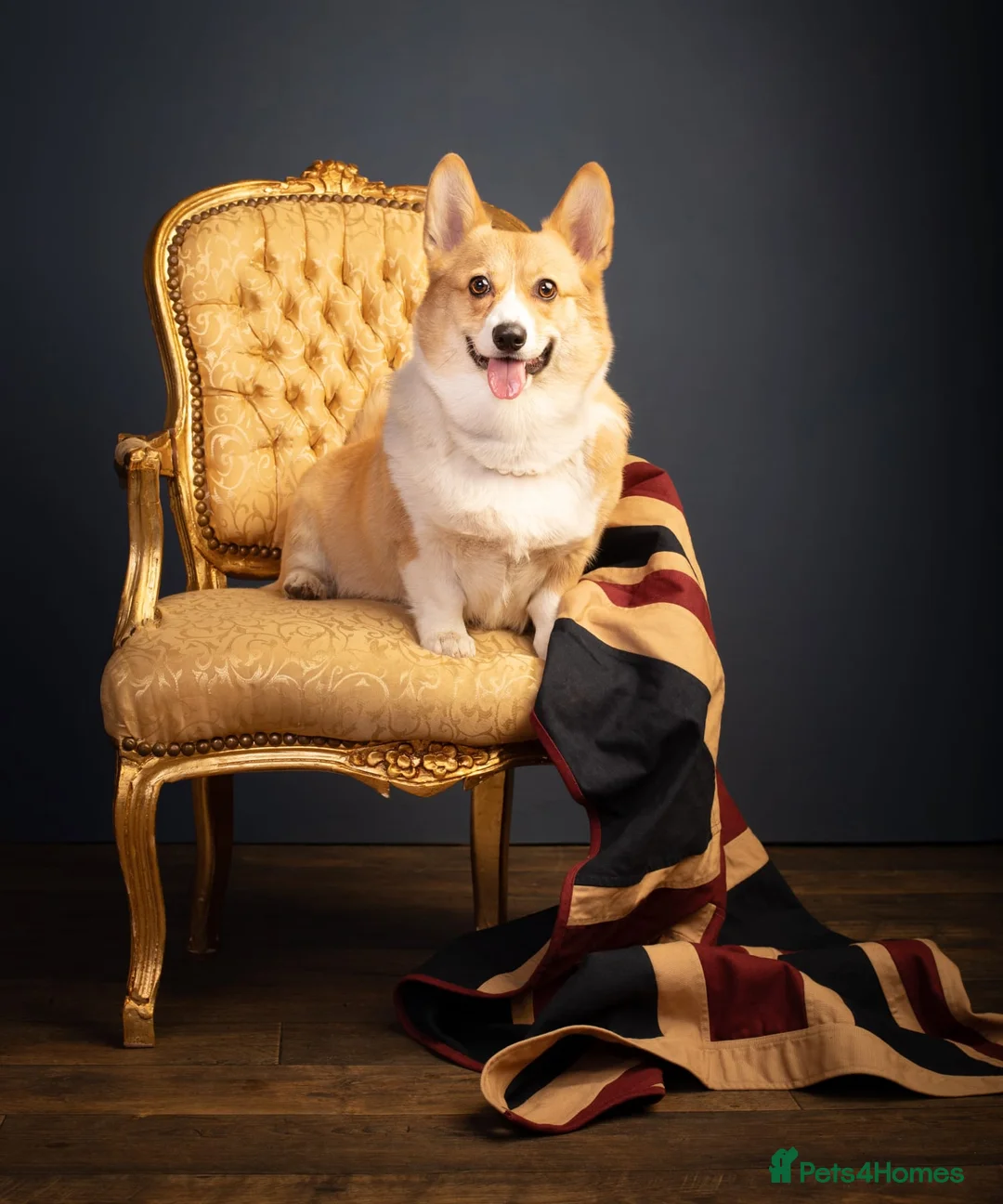 Welsh Corgi Pembroke dogs for sale: Champion bloodlines on both sides, great with kids - Advert 23