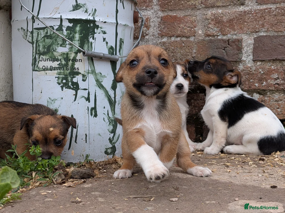 Jack Russell dogs for sale: Jack Russell Puppies - Advert 2