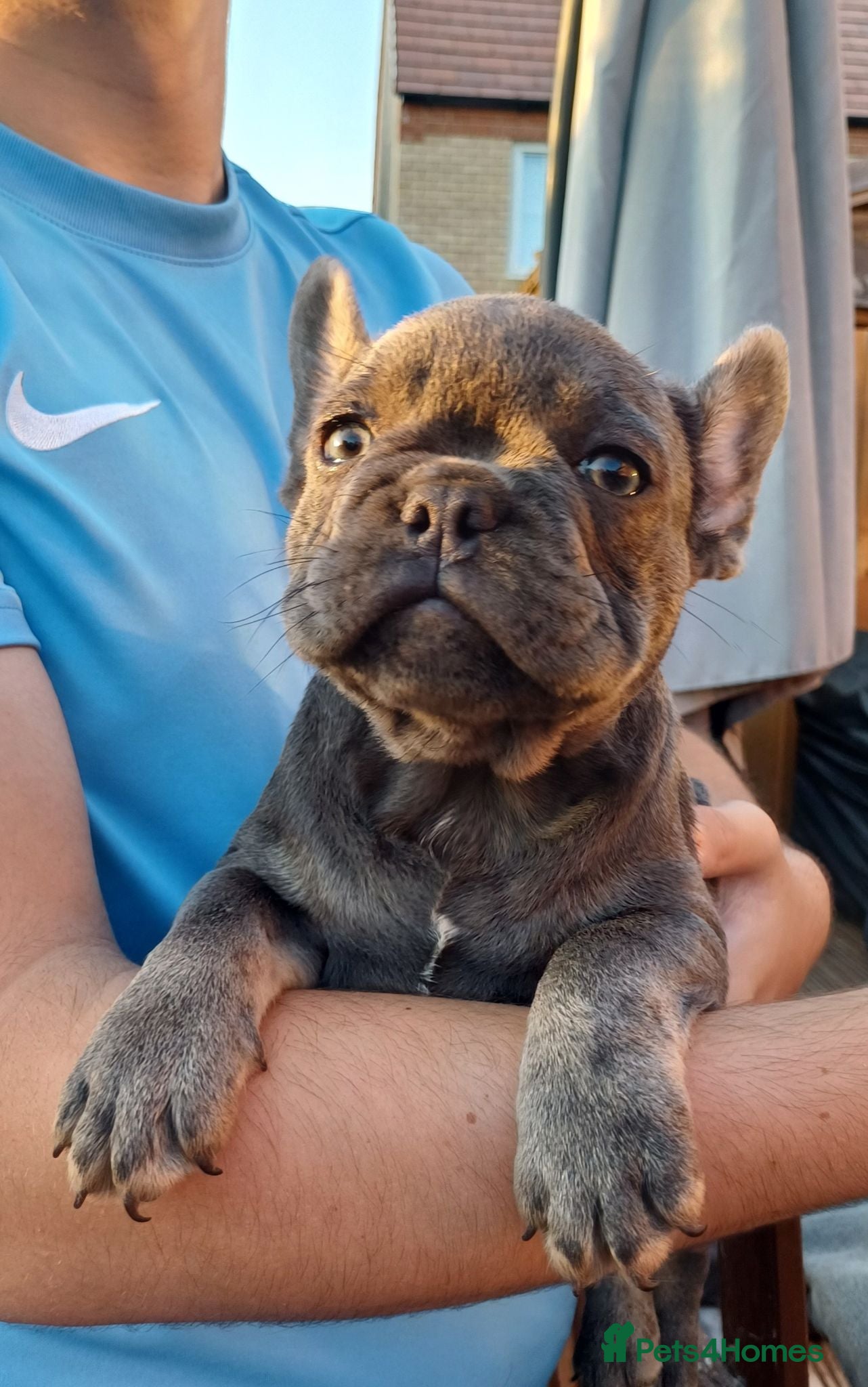 French Bulldog dogs Ready now, quality French Bulldog Puppies  - Advert 19
