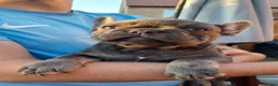 French Bulldog dogs for sale: Ready now, quality French Bulldog Puppies  - Advert 1