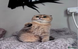 Scottish Fold cats for sale: Last stunning golden girl  - Image 1