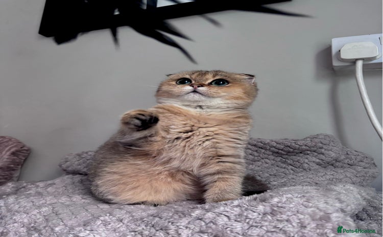 Scottish Fold cats - Advert 4