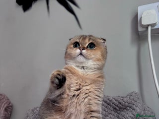 Scottish Fold cats - Advert 30