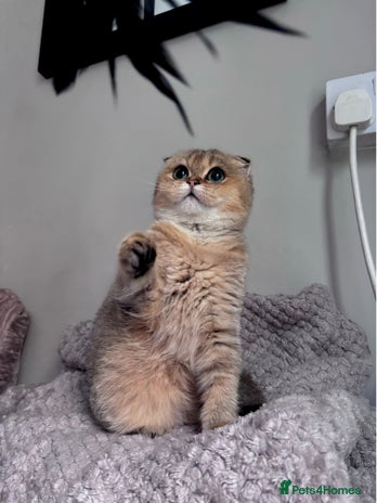 Scottish Fold cats - Advert 3