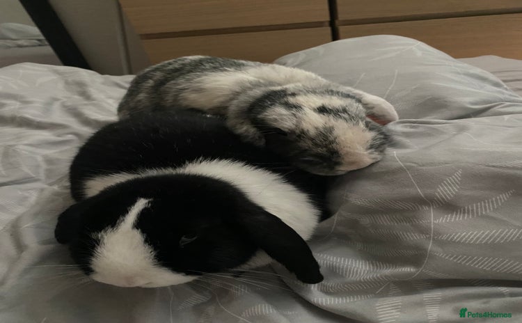 Mini Lop rabbits - Advert 1