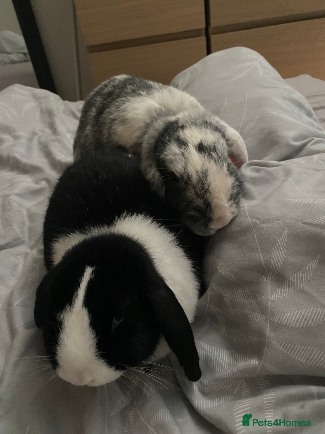 Mini Lop rabbits for sale: Toby and Lola - Image 1