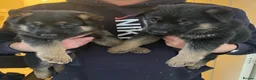German Shepherd dogs for sale: Straight backed long coated German shepherds  in Bedale - Advert 13