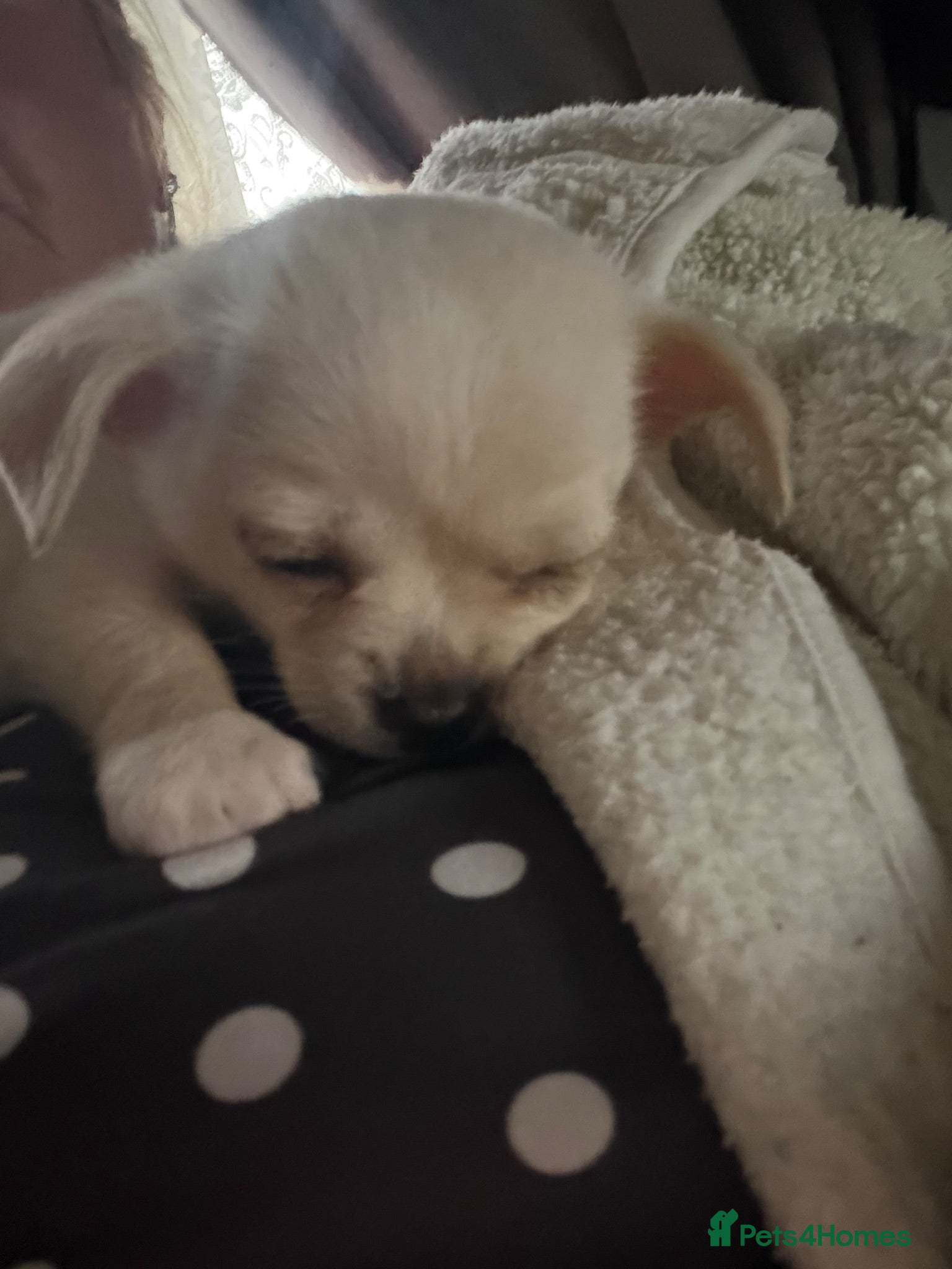Chihuahua dogs 1 cuddly loving chi female.dog bed included  - Advert 6