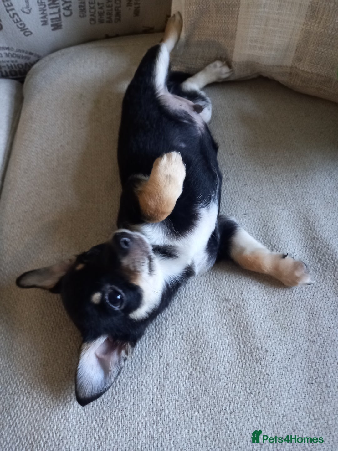 Jack Russell dogs for sale: Beautiful Jack russell puppy ( last one) - Image 5