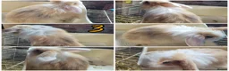 Lionhead rabbits for sale: Lop lionhead bunnies!  - Advert 3