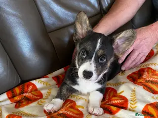 Welsh Corgi Cardigan dogs WELSH CARDIGAN CORGIS BY 5⭐️ LICENSED BREEDER - Advert 3