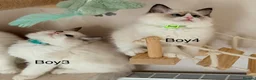 Ragdoll cats for sale: Beautiful Ragdoll kittens from European lines - Advert 11