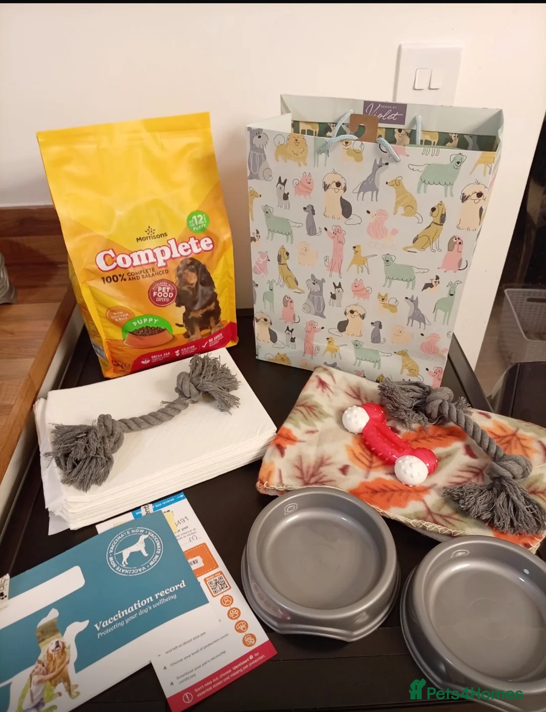 Toy Poodle dogs for sale: 3 tiny toy poodles looking for there forever home - Advert 9