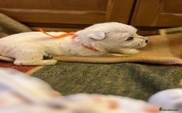 West Highland Terrier dogs for sale: Westie pups  - Image 10