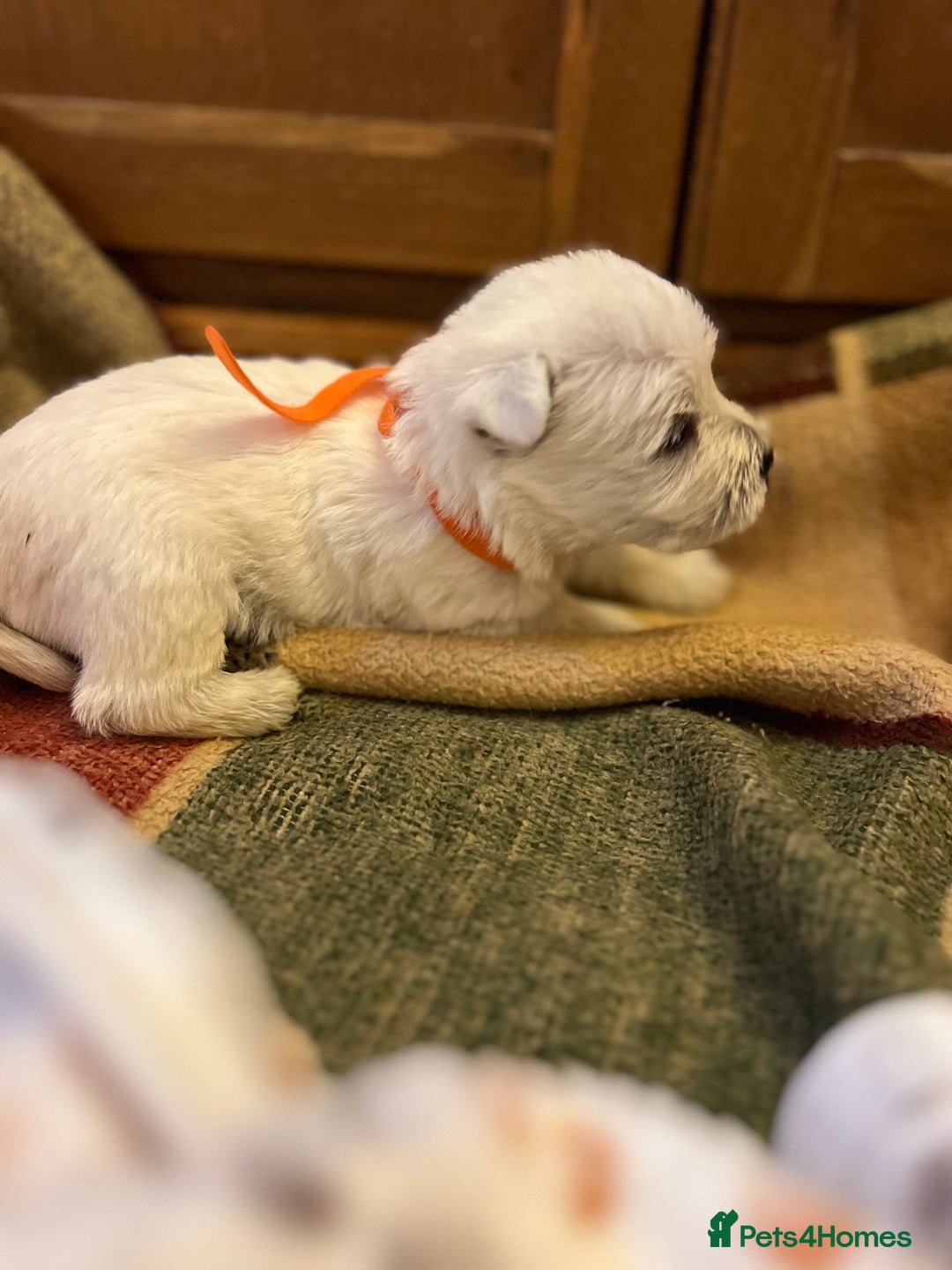 West Highland Terrier dogs for sale: Westie pups  - Image 10