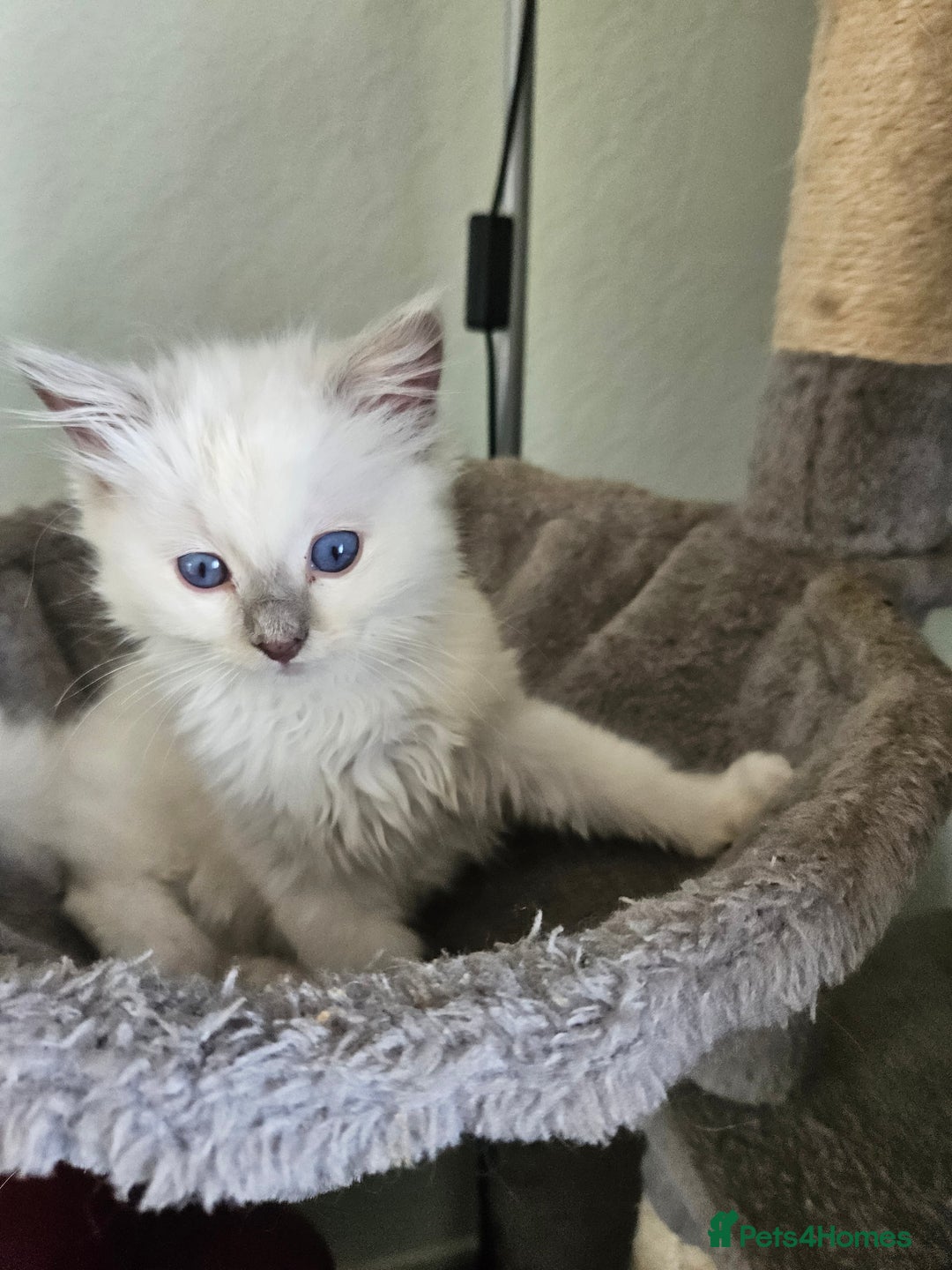 Ragdoll cats for sale: Fluffy female ragdoll - Image 4
