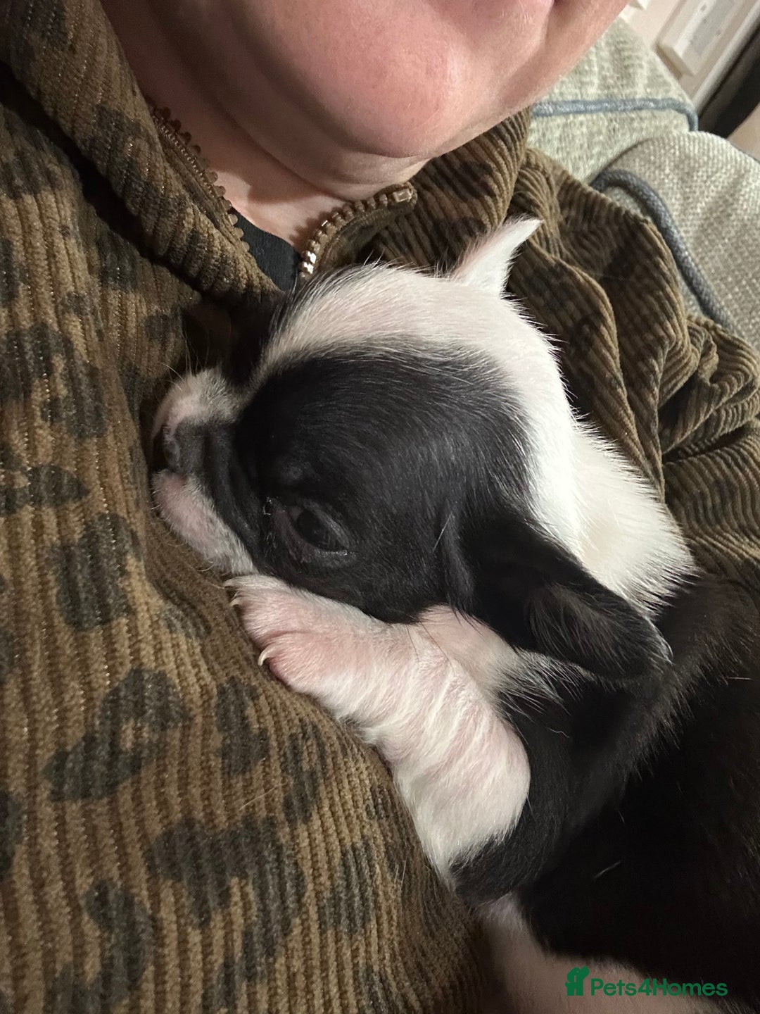 French Bulldog dogs for sale: French bulldog puppies (fluffy gene carriers) - Image 4