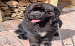 Newfoundland dogs for sale: Newfoundland male for adoption  - Image 2