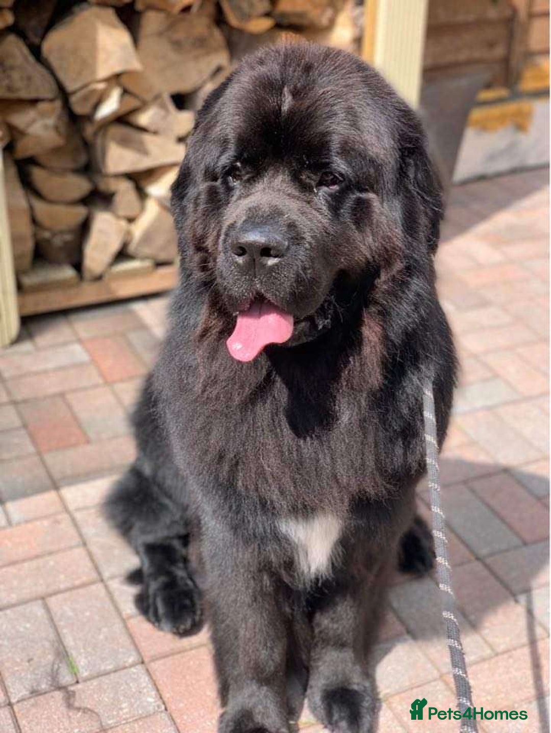 Newfoundland dogs for sale: Newfoundland male for adoption  - Image 2