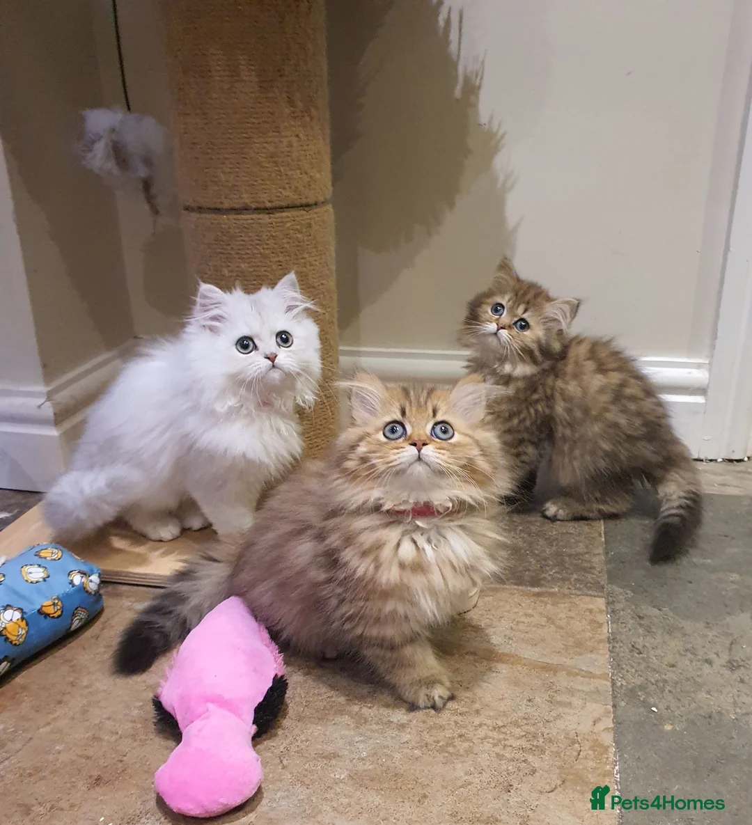 Persian cats for sale: 💖Beautiful Pedigree Chinchilla Persian Kittens.  - Advert 1