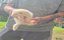 Mixed Breed livestock for sale: Ferrets for rehoming - Image 4