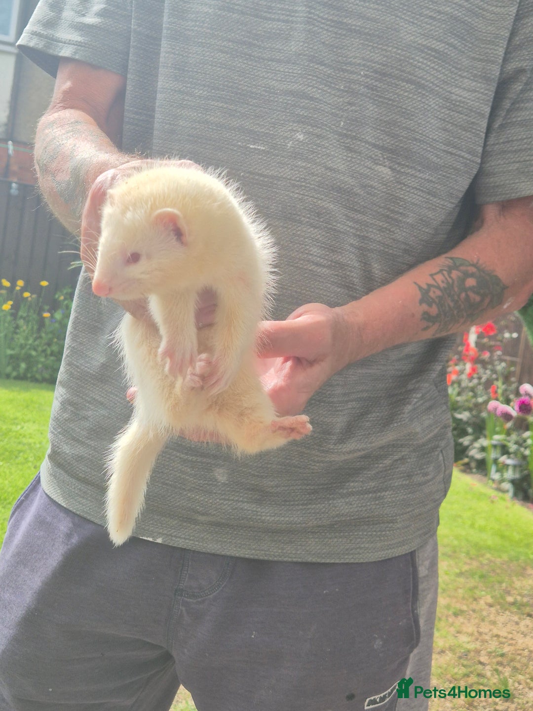 Mixed Breed livestock for sale: Ferrets for rehoming - Image 4