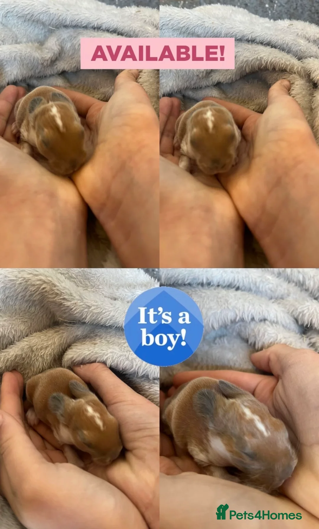 Mini Lop rabbits for sale: Stunning Mini Lop Babies Ready To Reserve 🐰🤍✨ - Advert 1