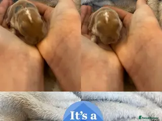 Mini Lop rabbits Stunning Mini Lop Babies Ready To Reserve 🐰🤍✨ - Advert 3