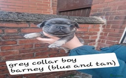 French Bulldog dogs for sale: 6 beautiful frenchies  - Image 14