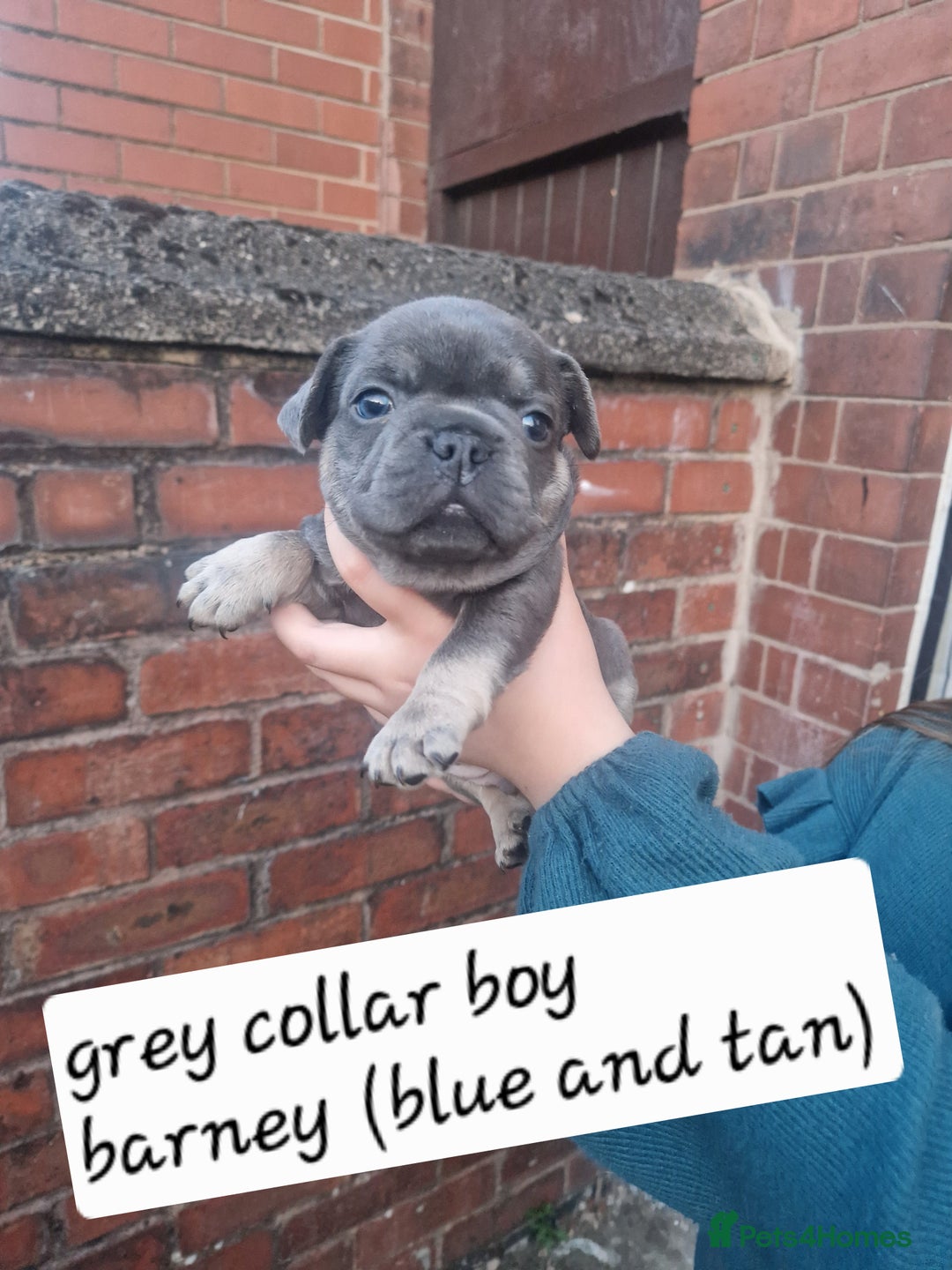 French Bulldog dogs for sale: 6 beautiful frenchies  - Image 14