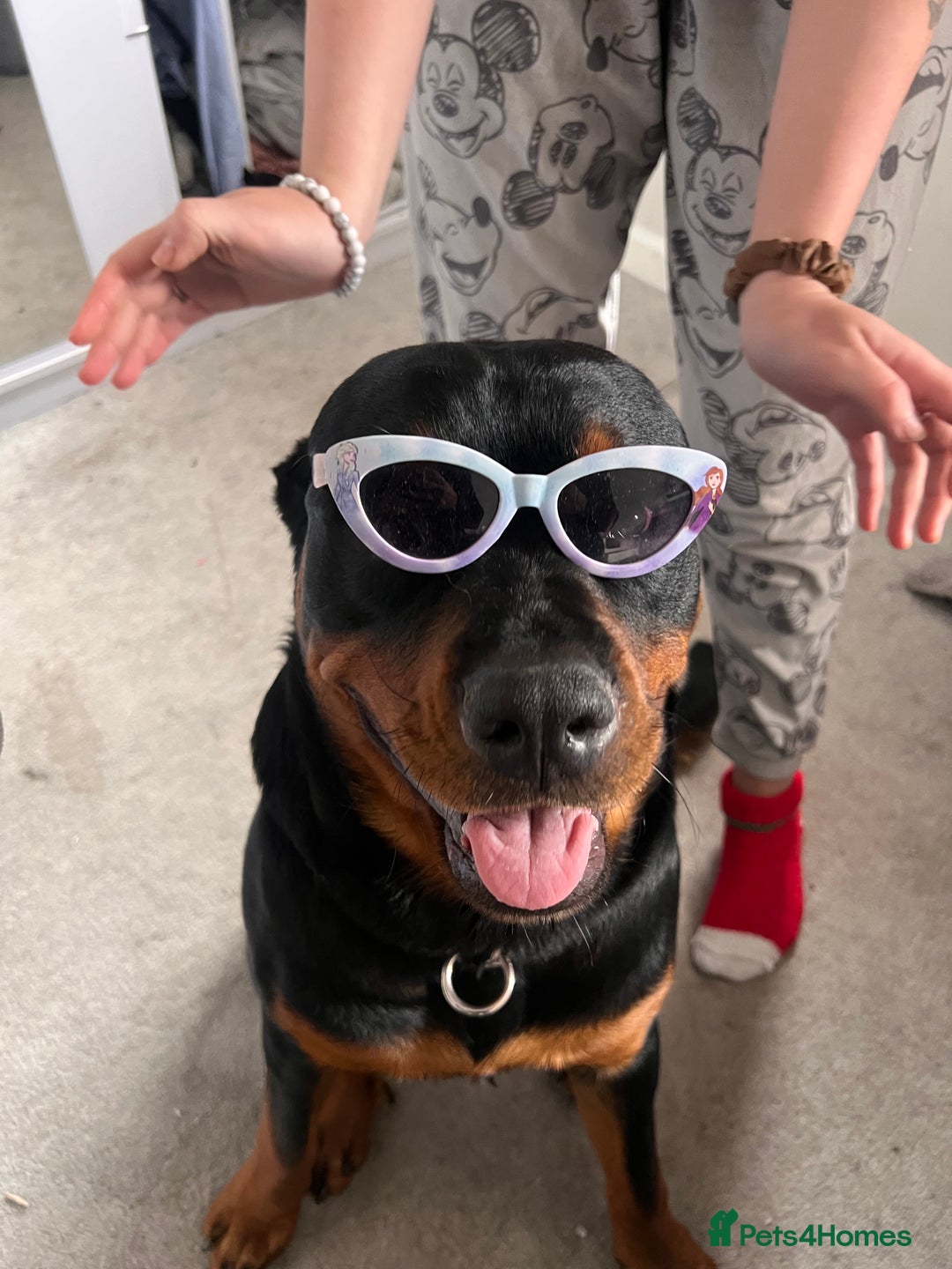 Rottweiler dogs for sale: Bear the Rottweiler  - Image 8