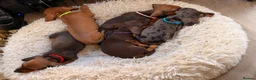 Miniature Dachshund dogs for sale: Mini dachshund puppies  - Advert 3