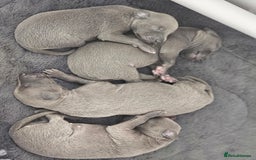 Whippet dogs for sale: KC Registered Blue Laguna Whippets - Image 7