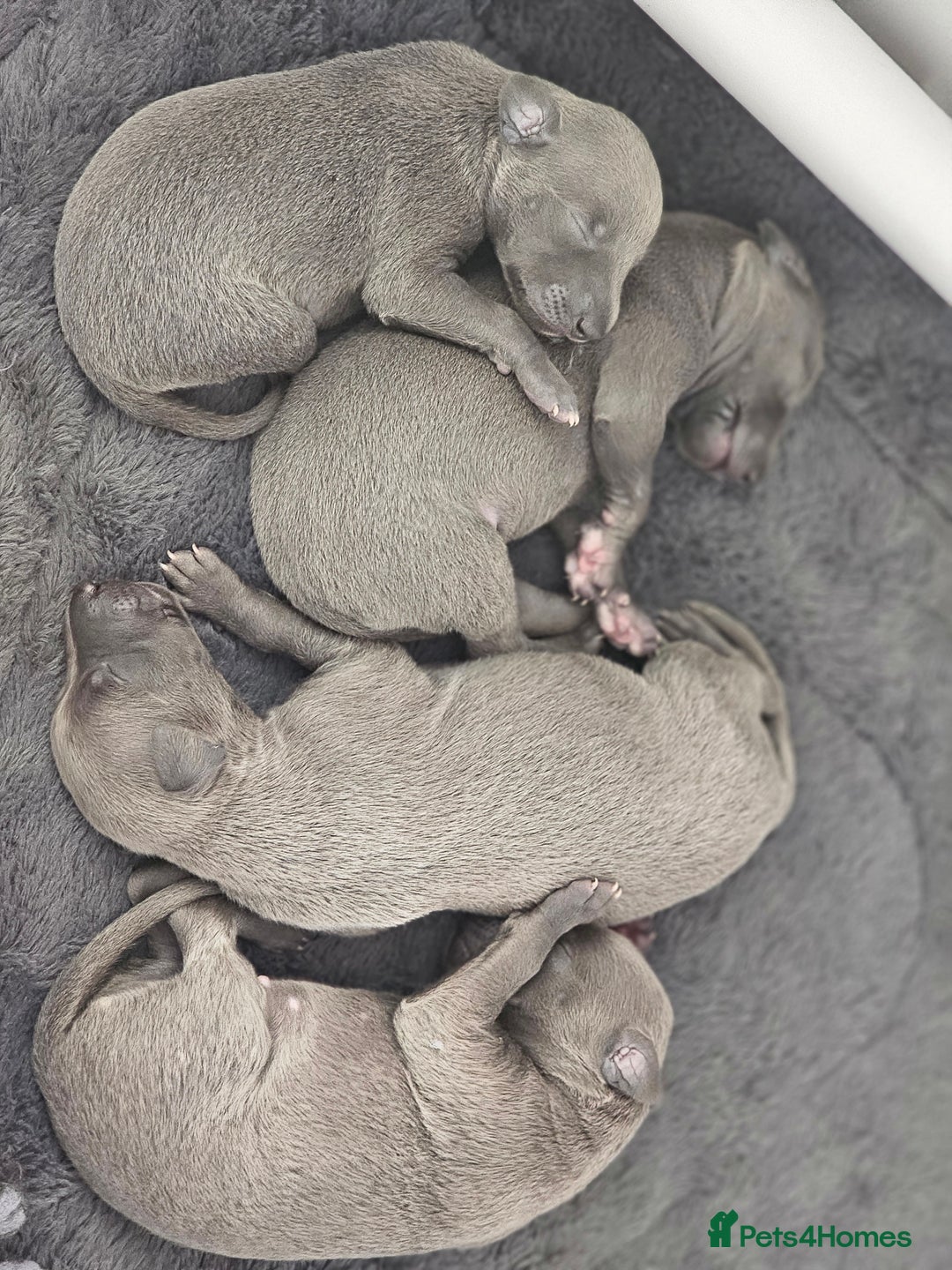 Whippet dogs for sale: KC Registered Blue Laguna Whippets - Image 7