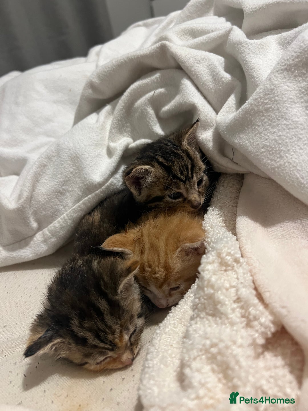 Mixed Breed cats for sale: 3 beautiful fluffy kittins  - Image 18