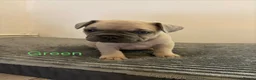 French Bulldog dogs for sale: KC French bulldog puppies - Advert 6