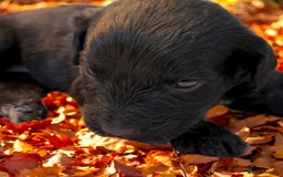 Mixed Breed dogs for sale: Australian Labradoodle Pups. READY 30th October  - Image 5