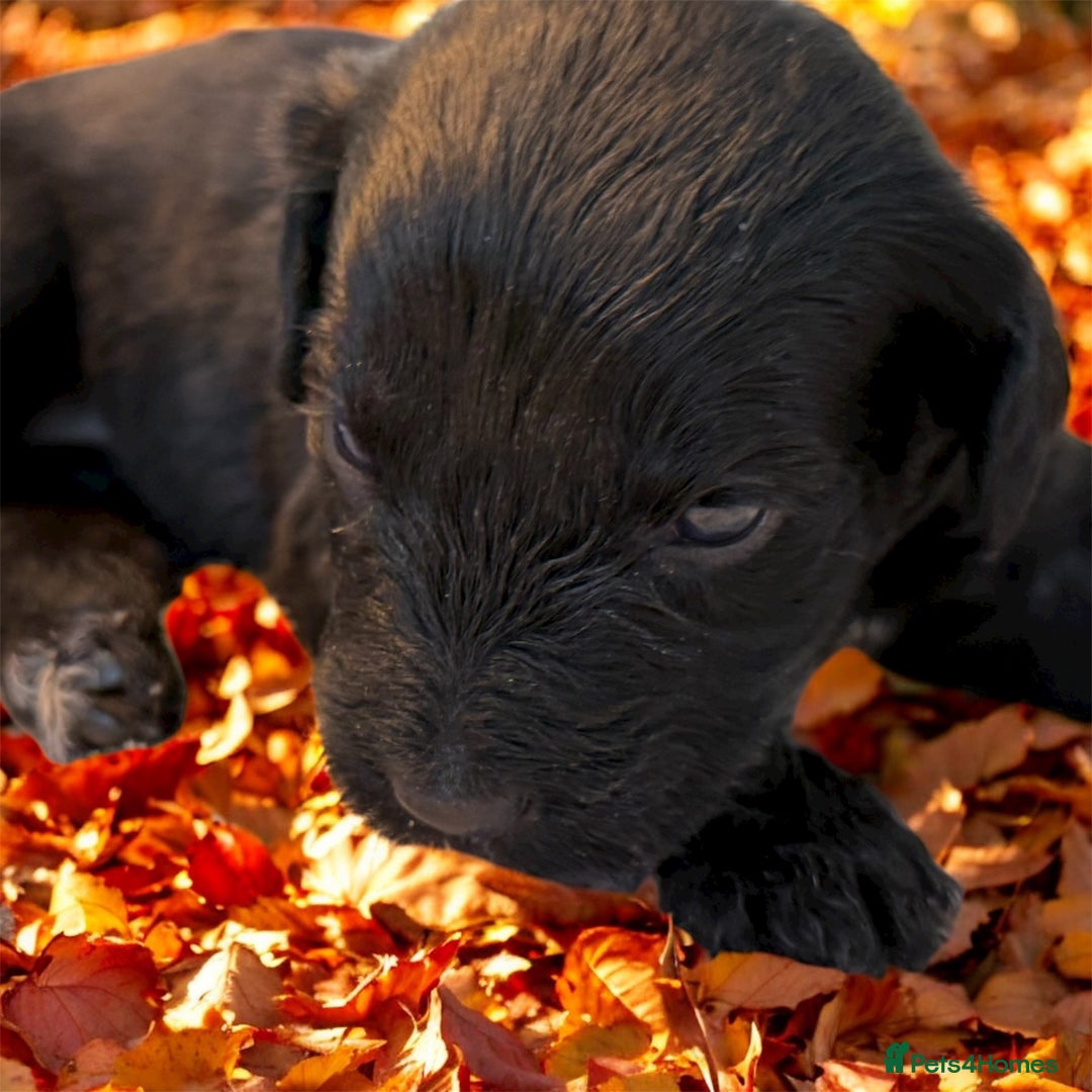 Mixed Breed dogs for sale: Australian Labradoodle Pups. READY 30th October  - Image 5